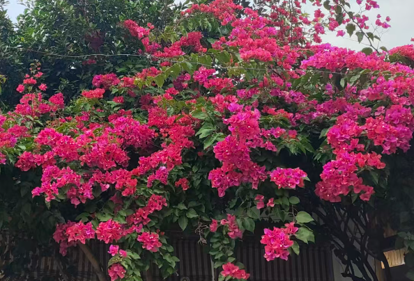 2026年前2个月广东省基础电信业运行情况