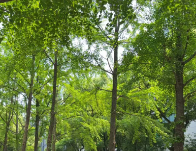 推进“人工智能+气象” 提升气象预报准确率